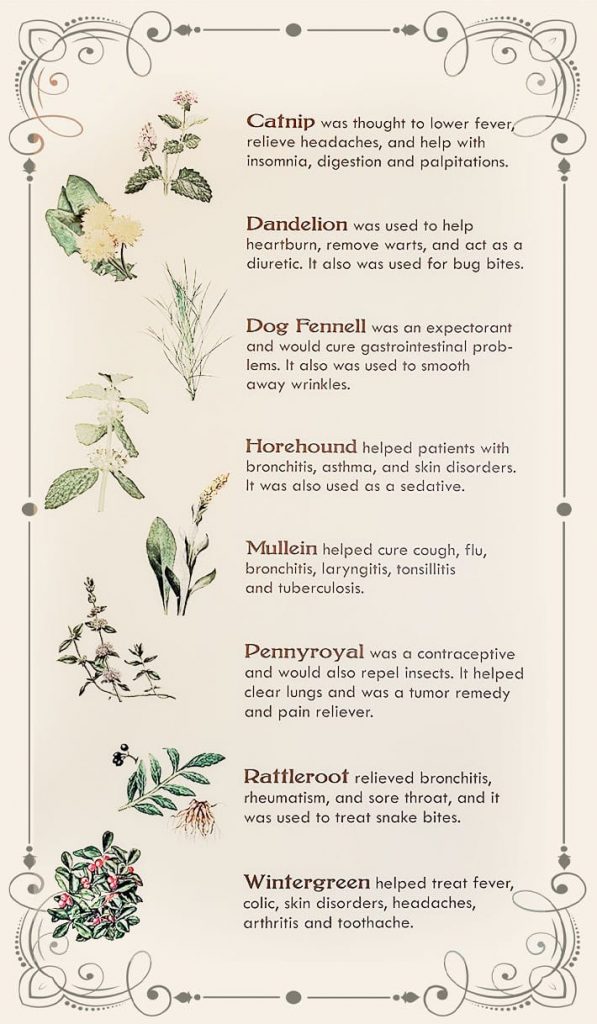 Medicinal Herbs used by Johnny Appleseed